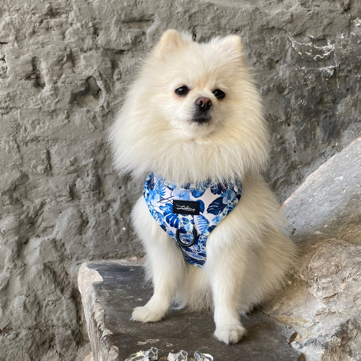 Hunde Geschirr "Blue Jungle" - Lurelein
